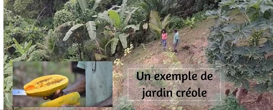 Un superbe jardin créole en Martinique (Vidéo)