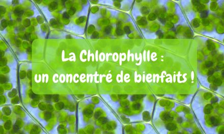La chlorophylle : un concentré de bienfaits !