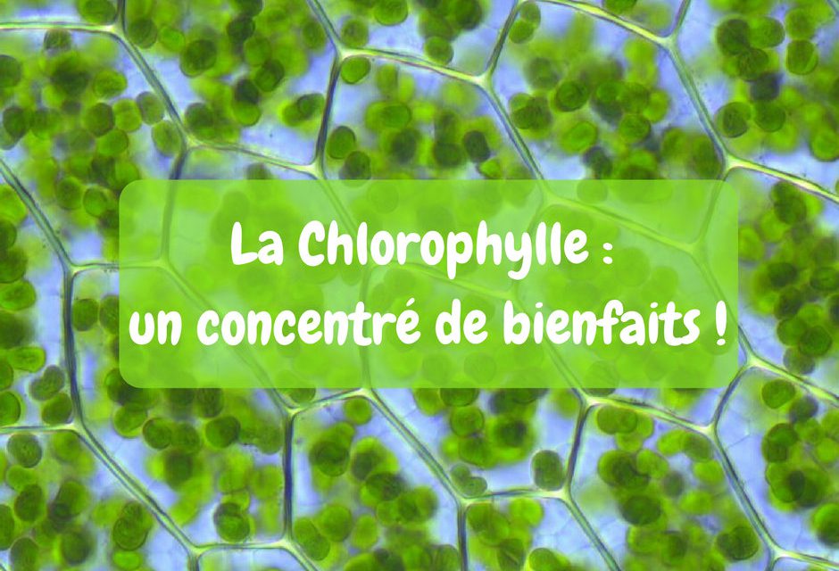 La chlorophylle : un concentré de bienfaits !