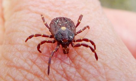 Attention aux tiques : la maladie de Lyme en pleine expansion !