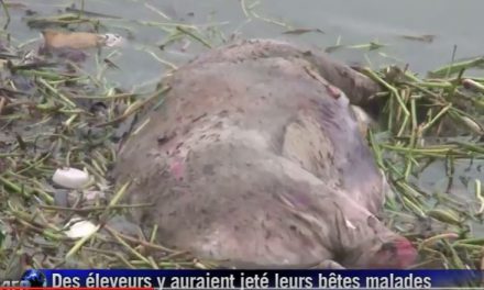 Des cadavres de porcs repêchés dans un fleuve chinois (Vidéo)