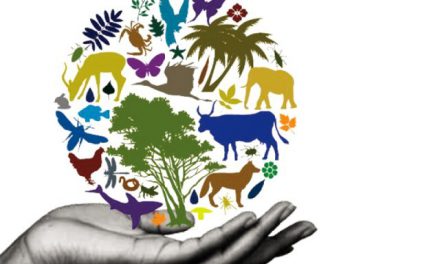 Comment préserver la Biodiversité grâce à l’éducation ? (Vidéo)