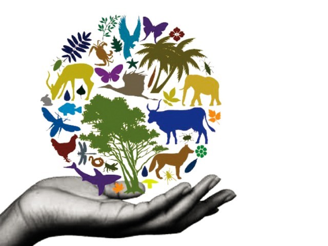 Comment préserver la Biodiversité grâce à l’éducation ? (Vidéo)