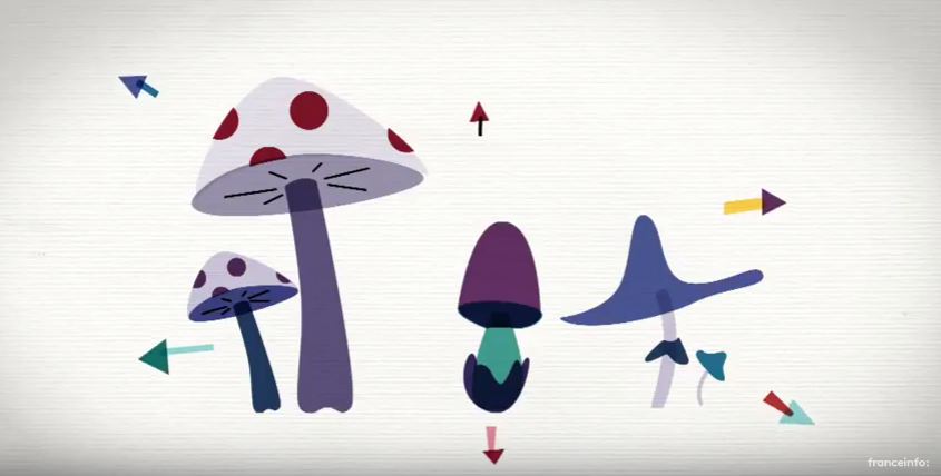 Les champignons peuvent-ils sauver la Planète ? (Vidéo)