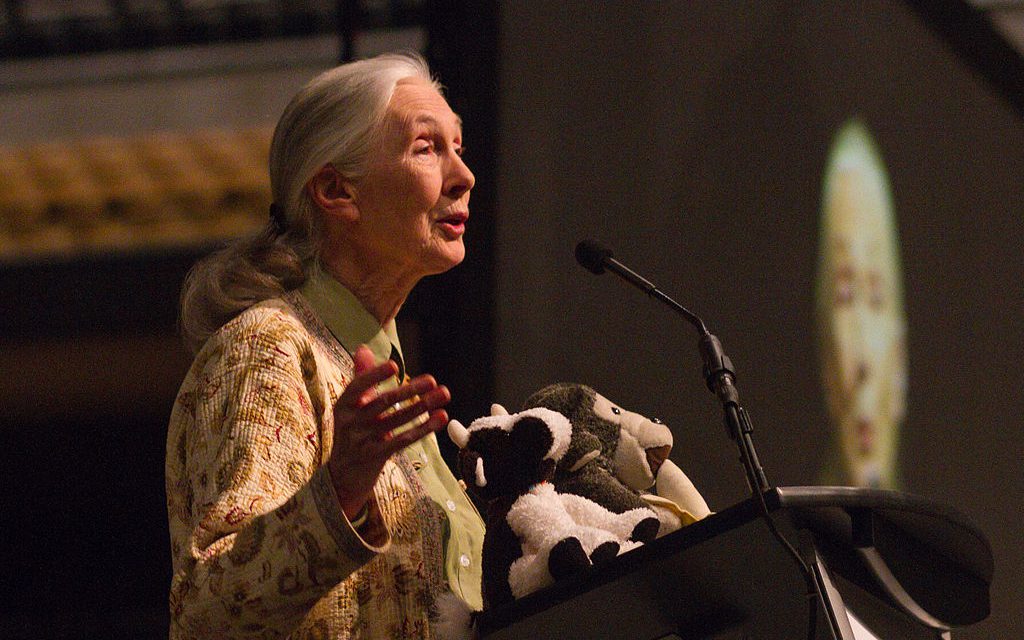Jane Goodall : un Monde différent est possible (Vidéo)