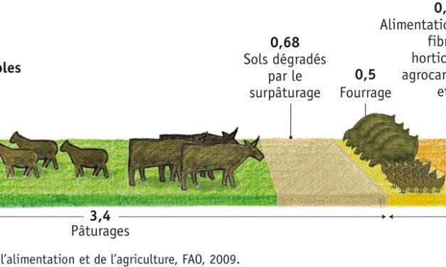 Le bœuf est la source de protéine la plus polluante