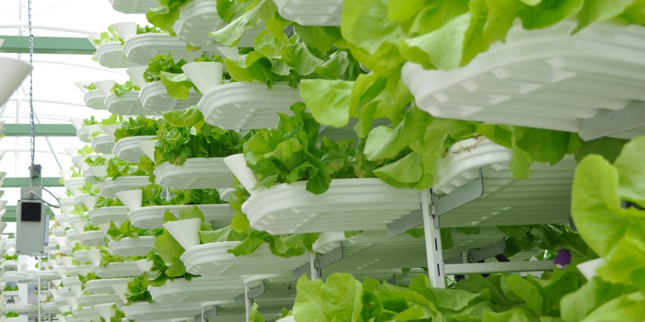 Les fermes verticales, la solution d’avenir pour nourrir la Planète ? (Vidéo)