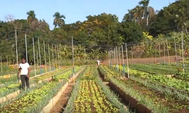 Cuba : pionnière de l’agriculture biologique par nécessité (Vidéo)