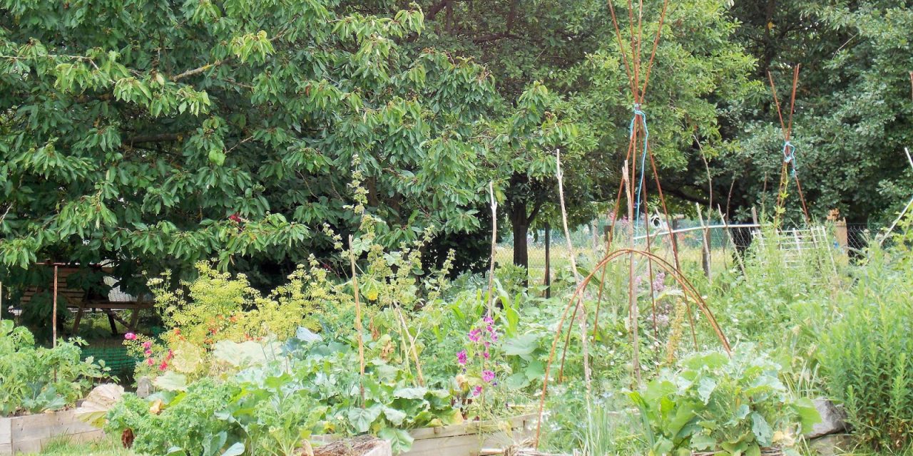 Un exemple de Jardin urbain en permaculture et en bio (Vidéo)