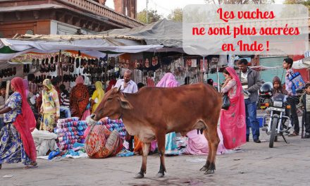 Les vaches ne sont plus sacrées en Inde (Info du jour)