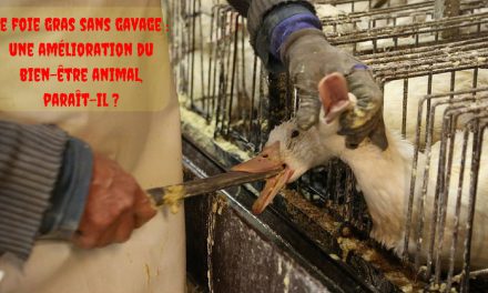 Le foie gras sans gavage : une amélioration du bien-être animal, paraît-il ?