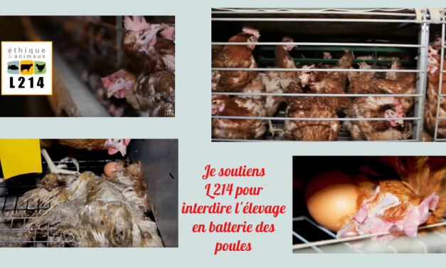 Je soutiens L 214 pour interdire l’élevage en batterie des poules (Actu)