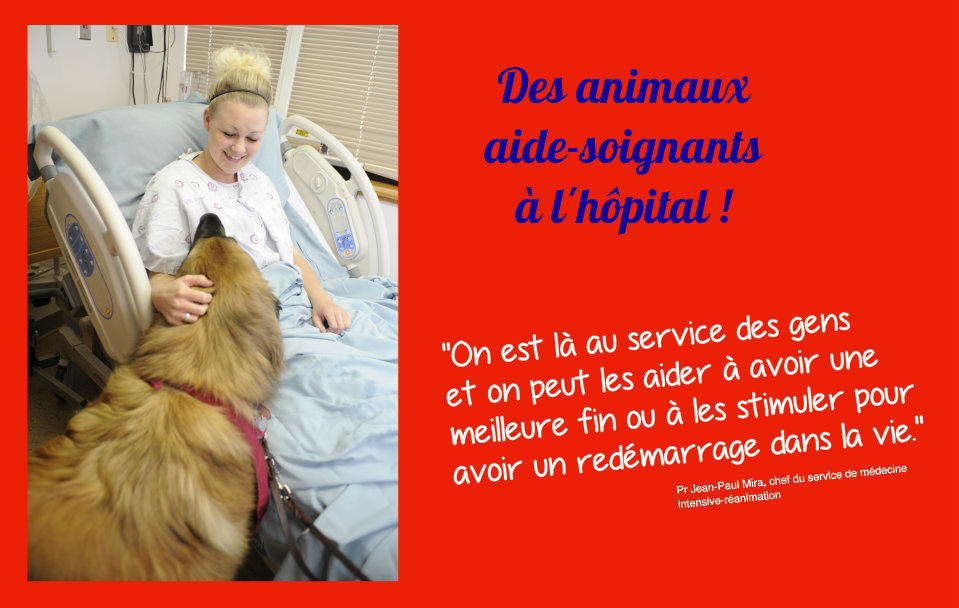 Des animaux aide-soignants à l’hôpital !