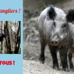 Haro sur les sangliers ! Les chasseurs doivent en tuer plus !