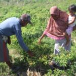 Comment renouer avec l’agriculture familiale ? L’exemple de l’Indonésie